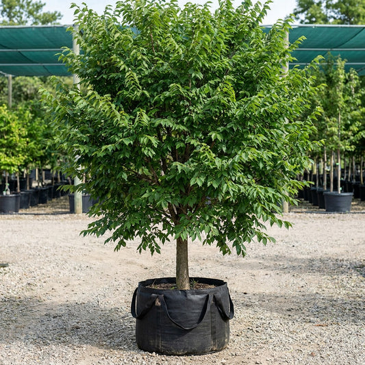 American Elm - Ulmus americana
