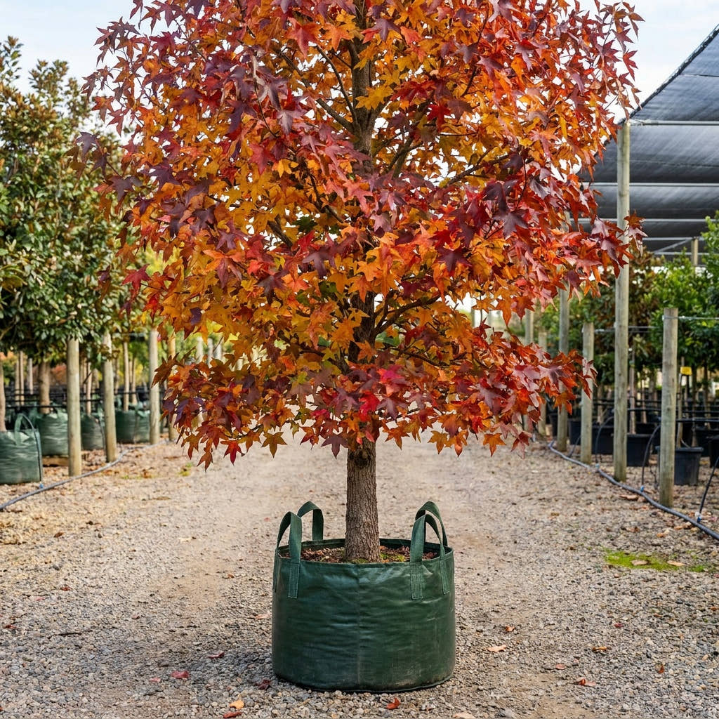 American Sweetgum - Liquidambar styraciflua