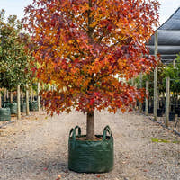 American Sweetgum - Liquidambar styraciflua