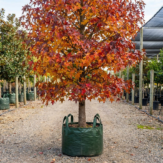 American Sweetgum - Liquidambar styraciflua