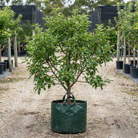 Anna Apple Tree - Malus domestica ‘Anna’
