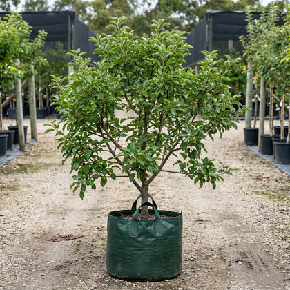 Anna Apple Tree - Malus domestica 'Anna'