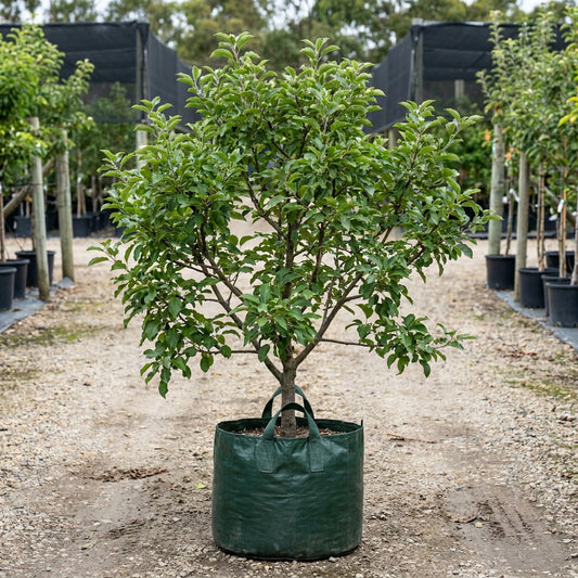 Anna Apple Tree - Malus domestica 'Anna'