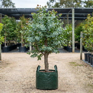 Apple Box - Eucalyptus bridgesiana