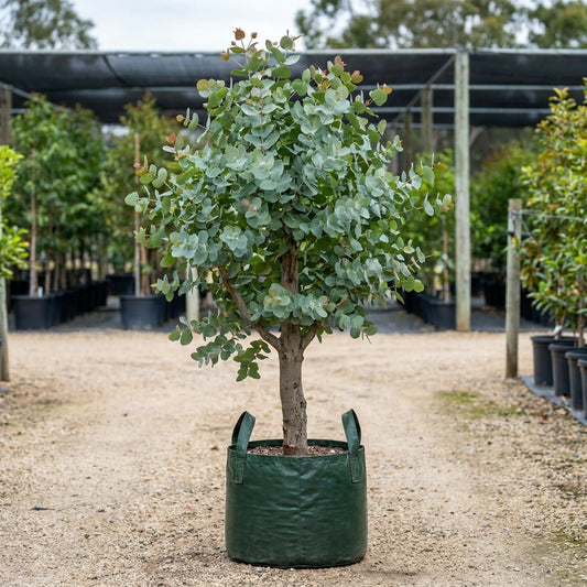 Apple Box - Eucalyptus bridgesiana
