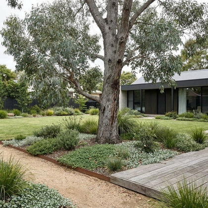 Apple Box - Eucalyptus bridgesiana