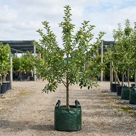 Apple ‘Gala’ - Malus domestica