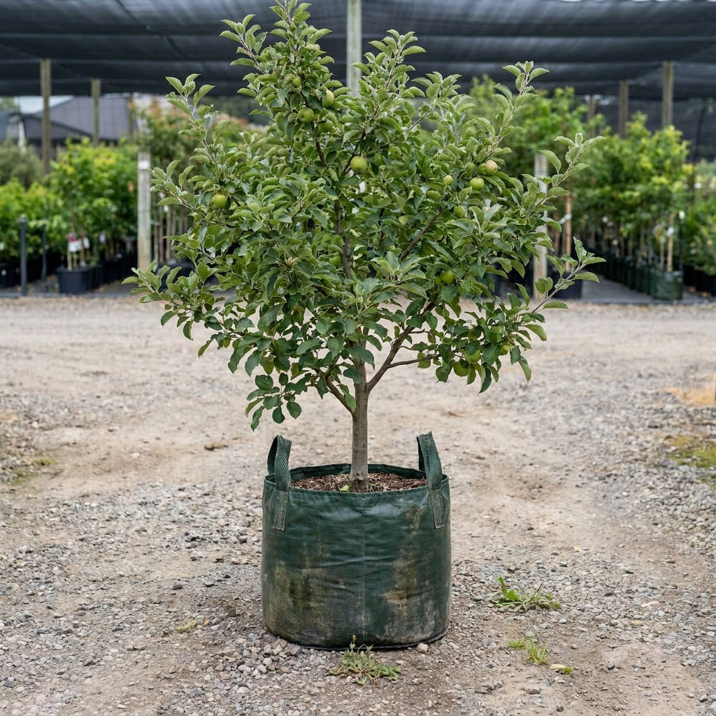 Apple ‘Granny Smith’ - Malus domestica