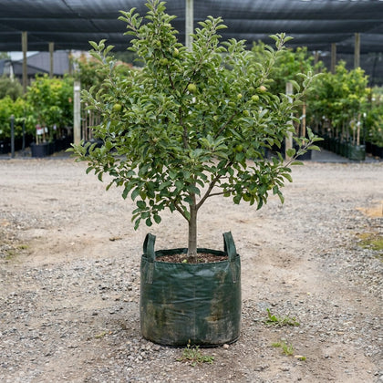 Apple ‘Granny Smith’ - Malus domestica