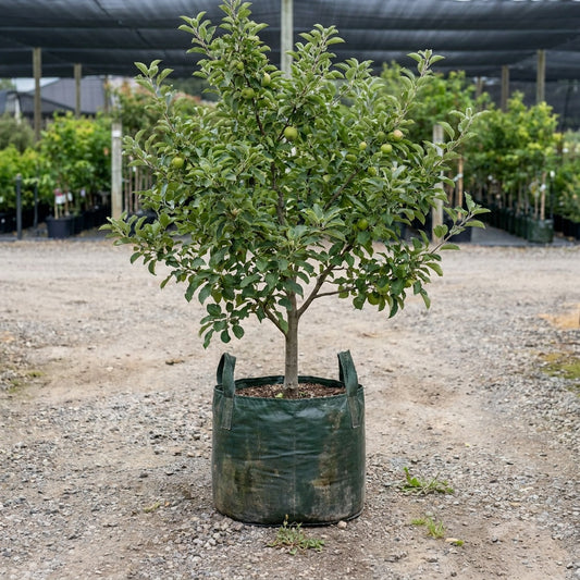 Apple ‘Granny Smith’ - Malus domestica