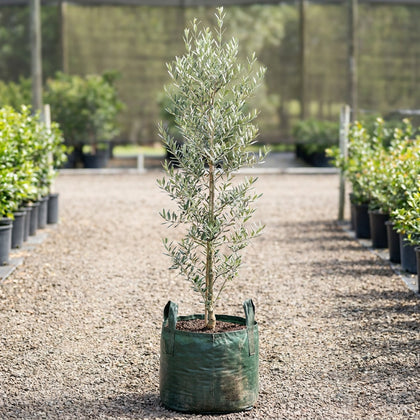 Arbequina Olive Tree - Olea europaea 'Arbequina'