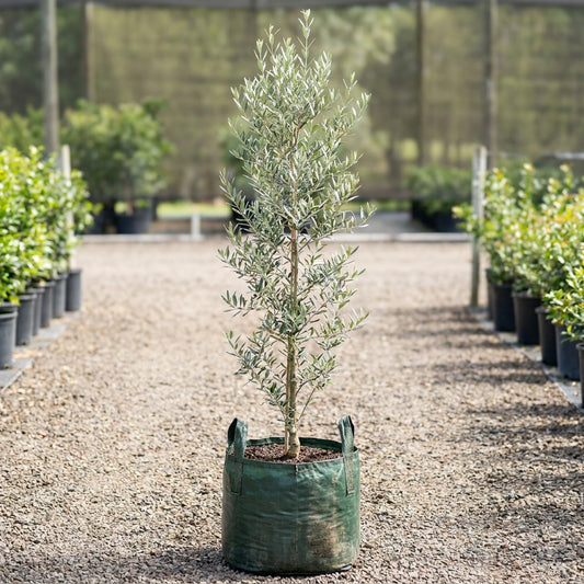 Arbequina Olive Tree - Olea europaea 'Arbequina'