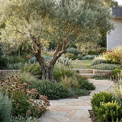 Arbequina Olive Tree - Olea europaea 'Arbequina'