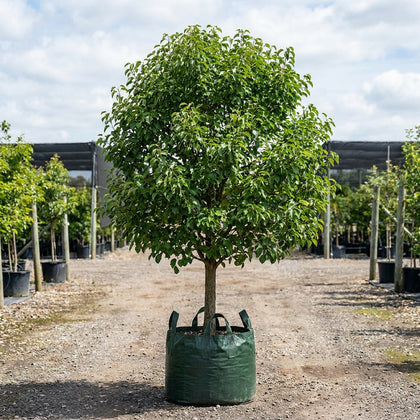 Aristocrat Ornamental Pear - Pyrus calleryana 'Aristocrat'