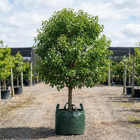 Aristocrat Ornamental Pear - Pyrus calleryana 'Aristocrat'