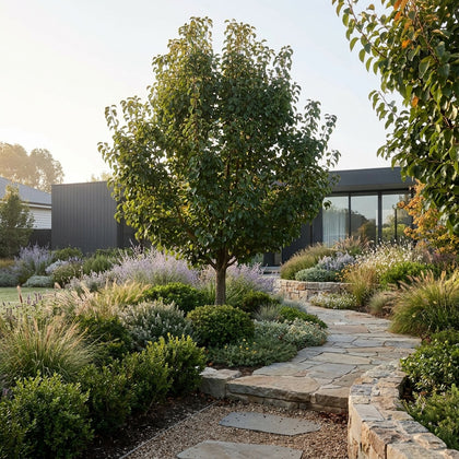 Aristocrat Ornamental Pear - Pyrus calleryana 'Aristocrat'