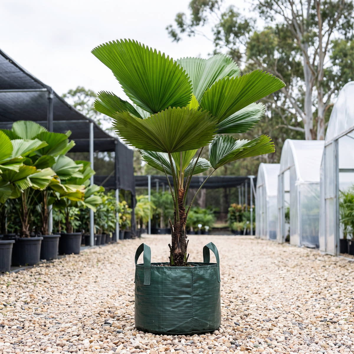 Ruffled Fan Palm - Licuala grandis