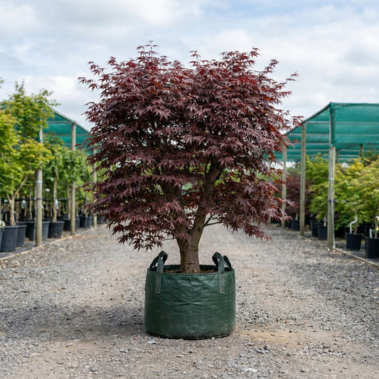 Atropurpureum Japanese Maple Tree - Acer palmatum 'Atropurpureum'