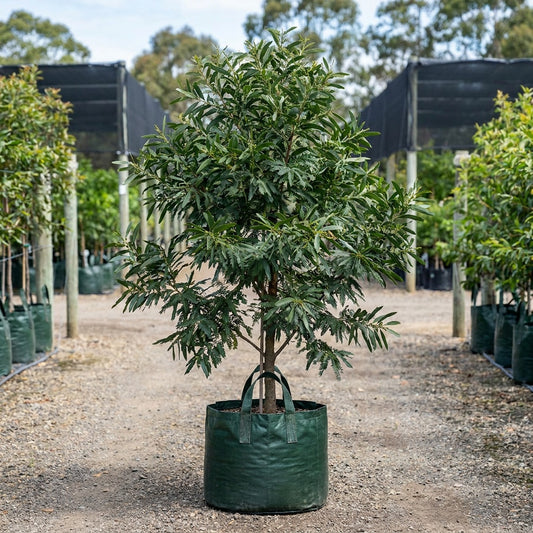 Australian Blackwood  - Acacia melanoxylon