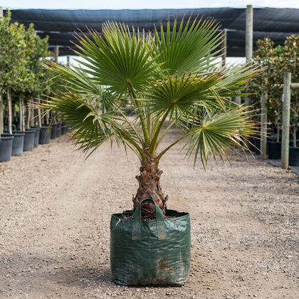 Australian Fan Palm - Livistona australis