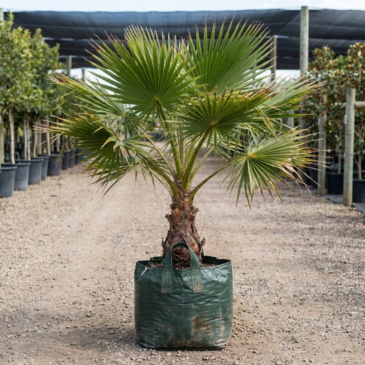 Australian Fan Palm - Livistona australis