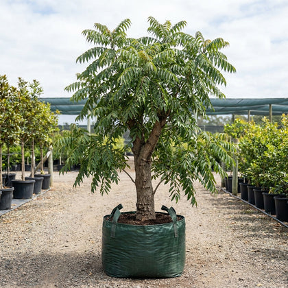 Australian Red Cedar - Toona ciliata