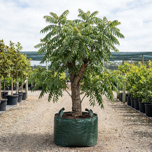 Australian Red Cedar - Toona ciliata