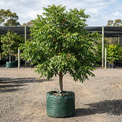 Australian Teak Tree - Flindersia australis