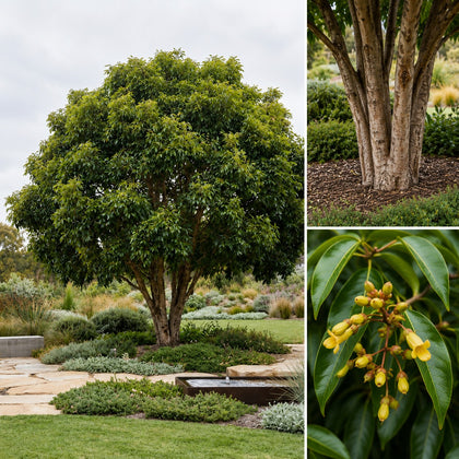 Australian Tulipwood Tree - Harpullia pendula