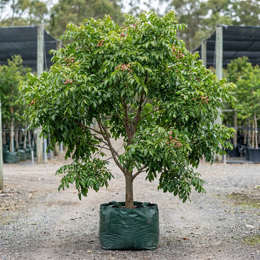 Australian Tulipwood Tree - Harpullia pendula