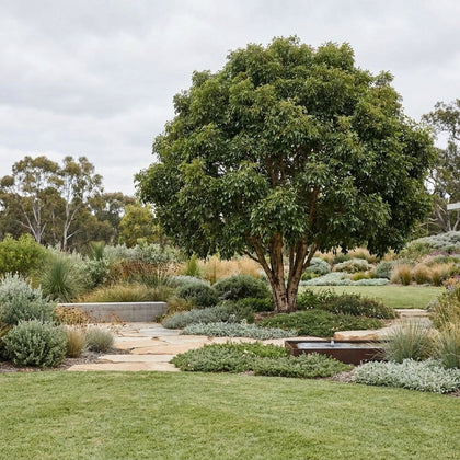 Australian Tulipwood Tree - Harpullia pendula
