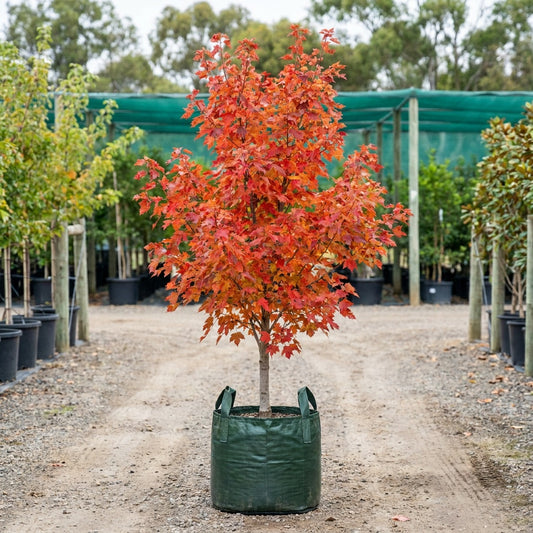 Autumn Blaze Freeman Maple Tree - Acer freemanii 'Autumn Blaze'