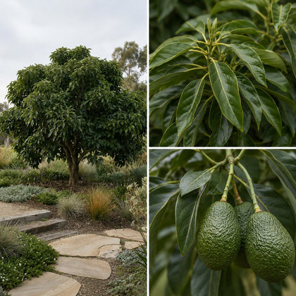 Avocado Reed - Persea americana