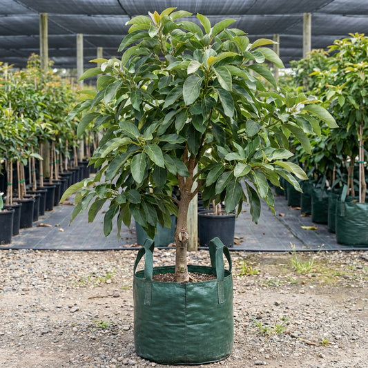 Avocado Reed - Persea americana