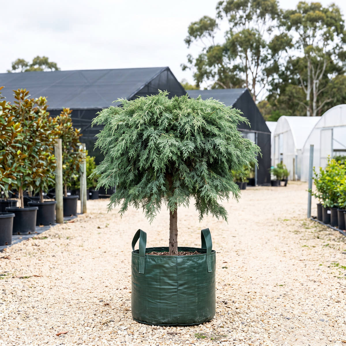 Greenstead Magnifica Monterey Cypress - Cupressus macrocarpa ‘Greenstead Magnifica’