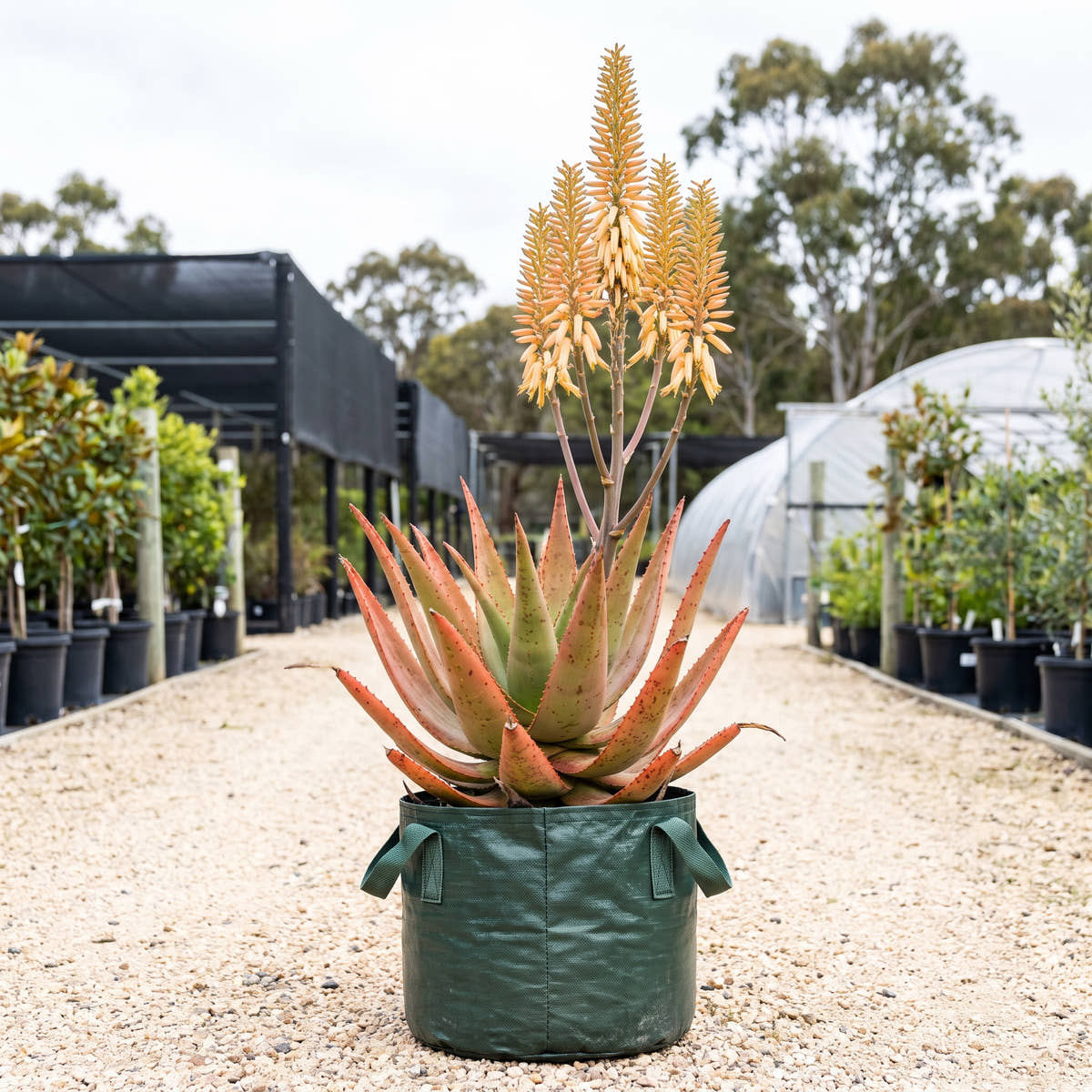 Aloe ‘Moonglow’