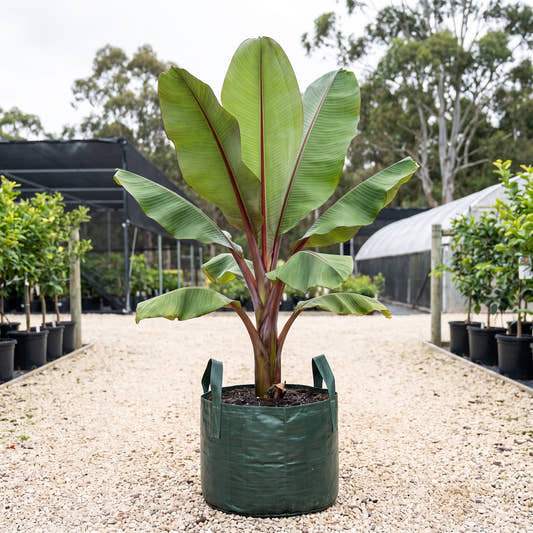 Red Abyssinian Banana - Ensete ventricosum ‘Maurelii’