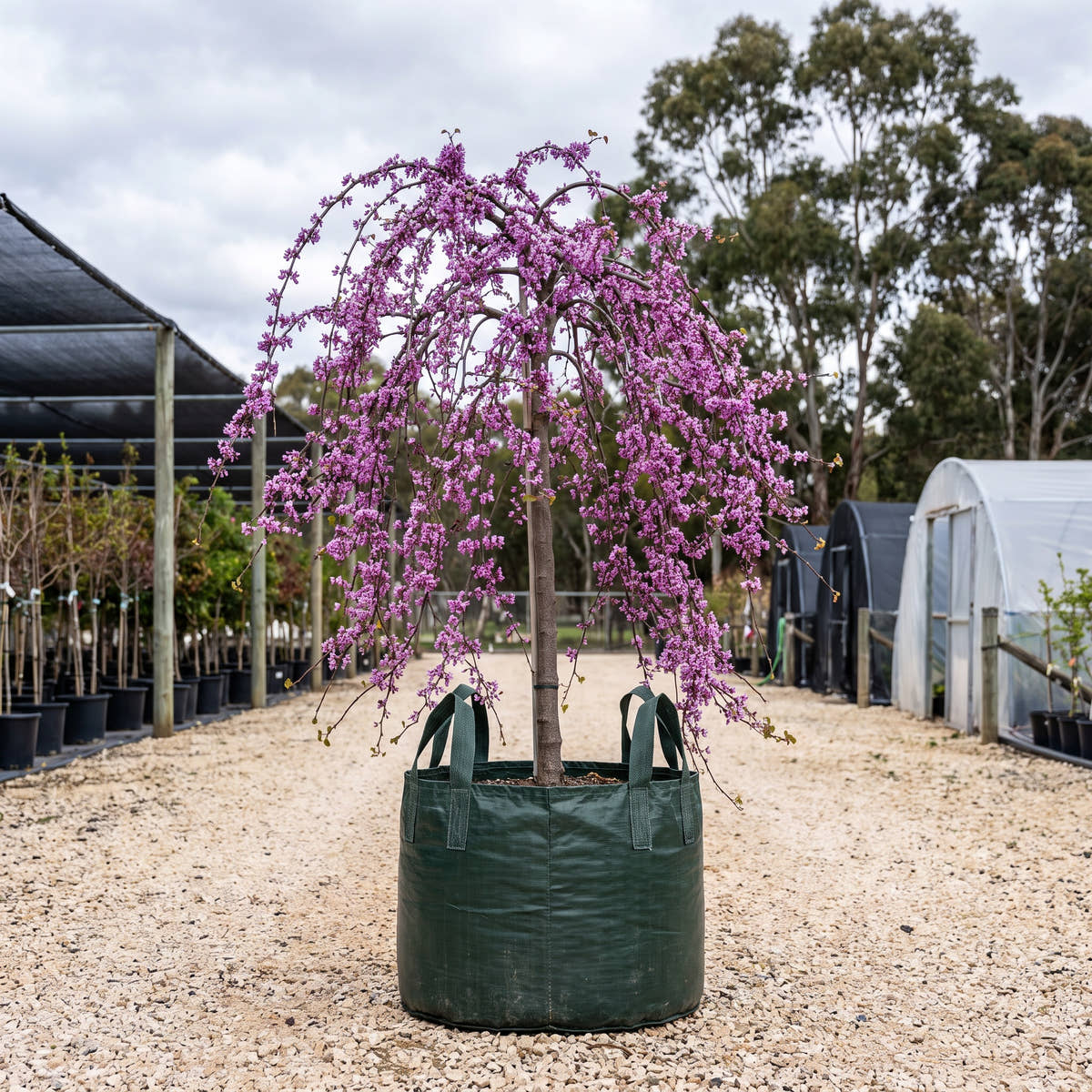 Lavender Twist Weeping Redbud - Cercis canadensis ‘Covey’