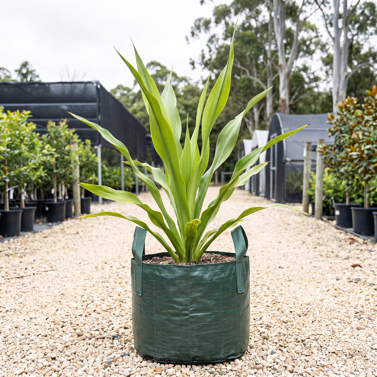 Gymea Lily - Doryanthes excelsa