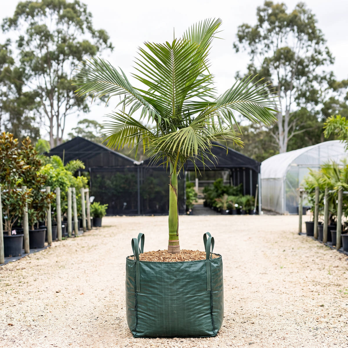 Cuban Royal Palm - Roystonea regia