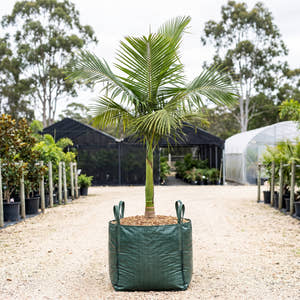 Cuban Royal Palm - Roystonea regia
