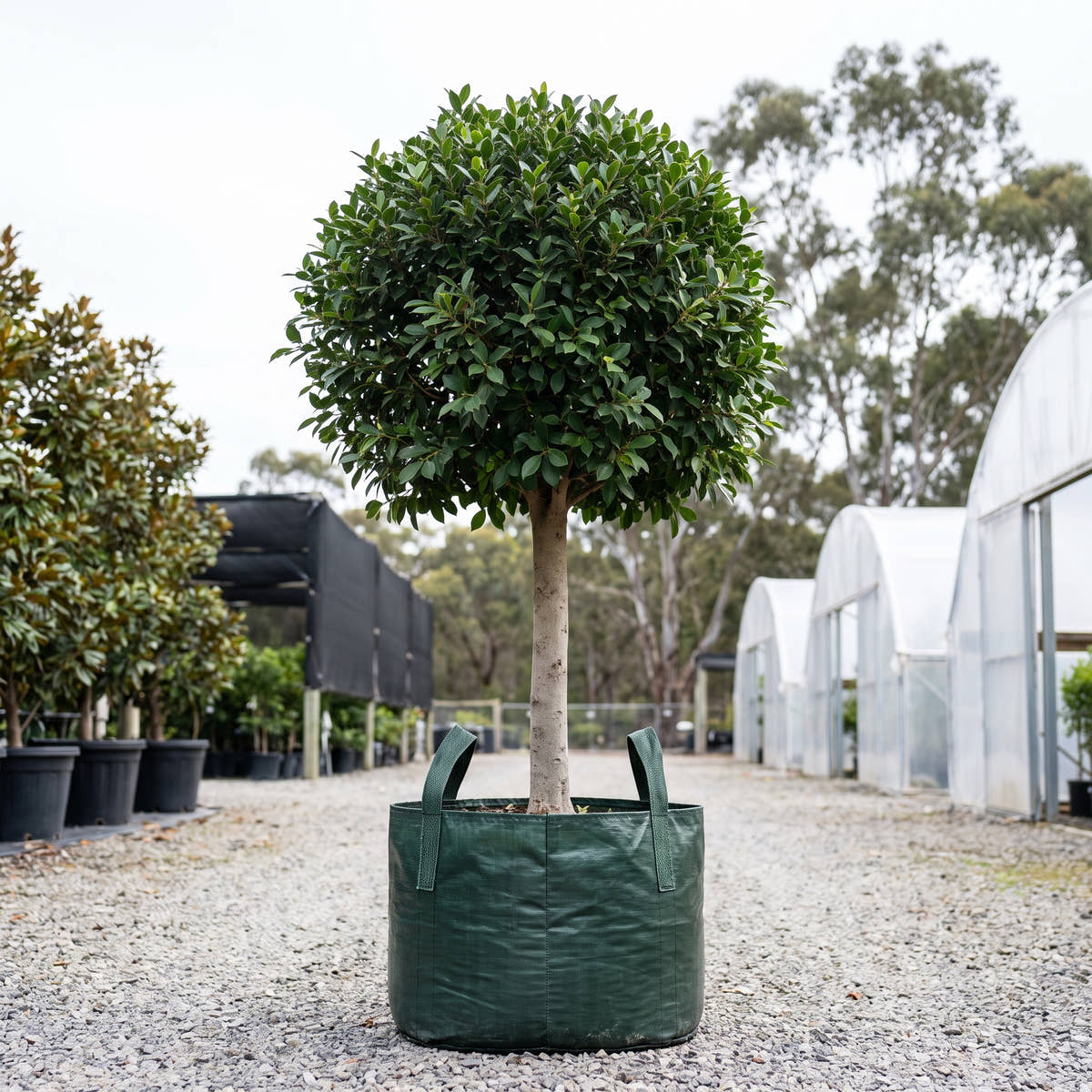 Indian Laurel Fig (Standard) - Ficus microcarpa ‘Nitida’