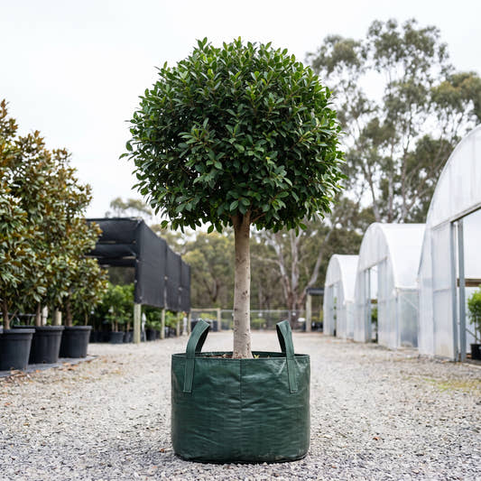 Indian Laurel Fig (Standard) - Ficus microcarpa ‘Nitida’