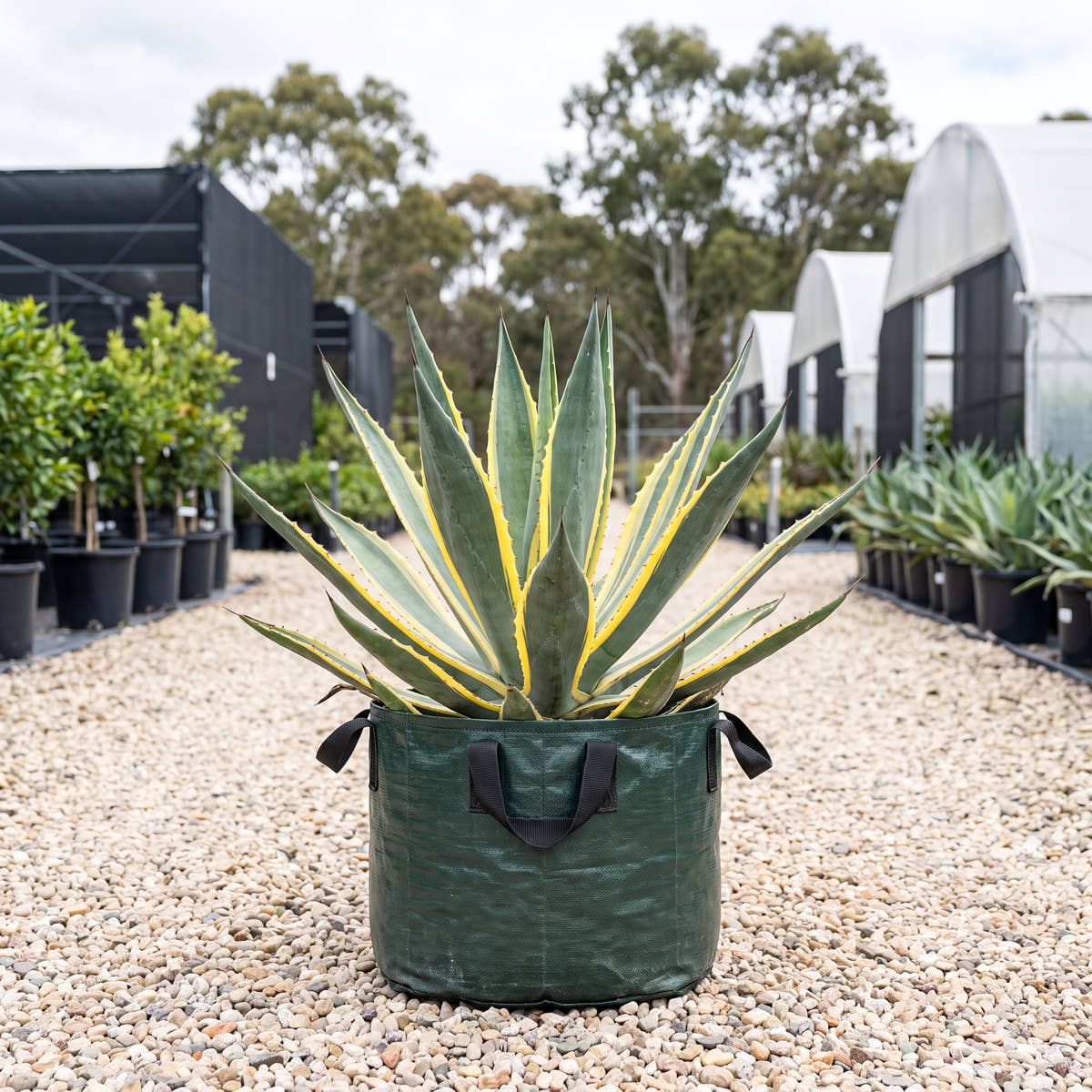 Variegated Century Plant - Agave americana ‘Marginata’