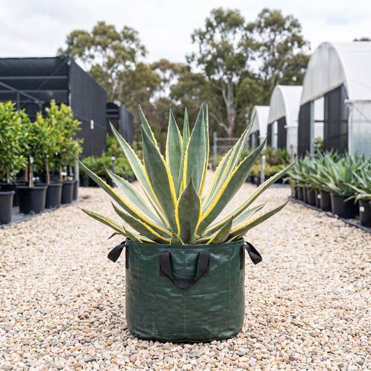 Variegated Century Plant - Agave americana ‘Marginata’