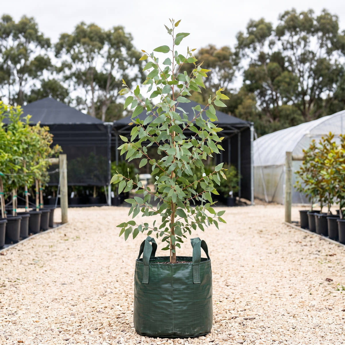 Eyre Peninsula Blue Gum - Eucalyptus leucoxylon subsp. petiolaris