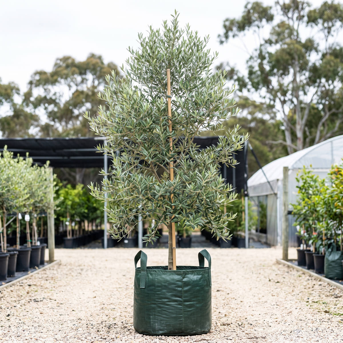 Correggiola Olive - Olea europaea ‘Correggiola’