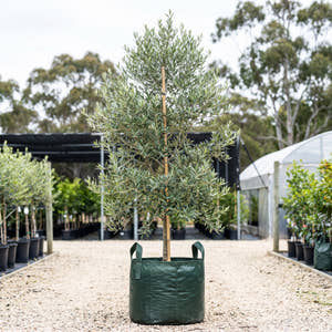 Correggiola Olive - Olea europaea ‘Correggiola’