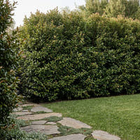 Backyard Bliss Lilly Pilly - Syzygium australe ‘Backyard Bliss’