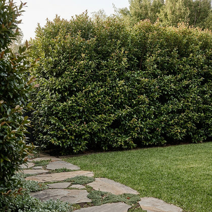 Backyard Bliss Lilly Pilly - Syzygium australe ‘Backyard Bliss’